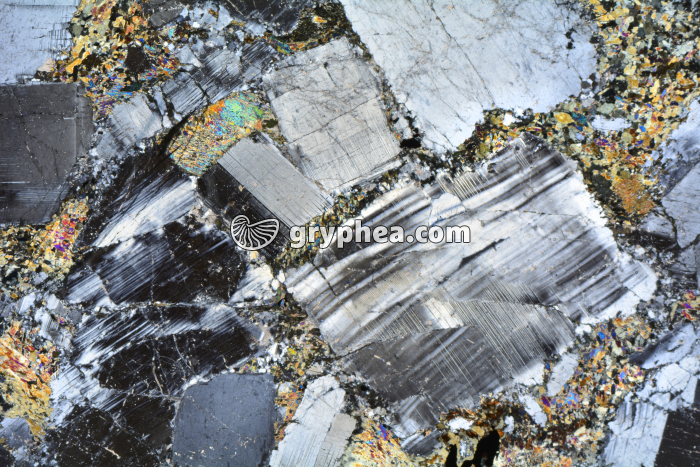 Métagabbro à hornblende LPA x3,5 - gryphea.com